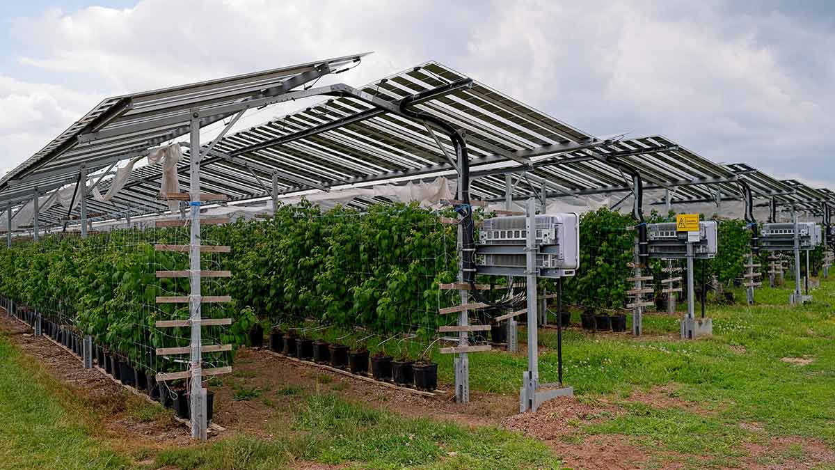 Agrivoltaico: business e opportunità